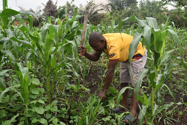 Rural Agricultural Development: LAPO Supports Farmers With N3.1Bn In Q1 Of 2023