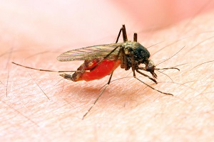 Malaria: Hope Beckons With New Vaccine