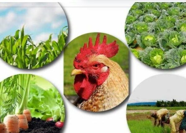 Agric Investment: Stakeholders Advocate Financial Inclusion, Private Participation