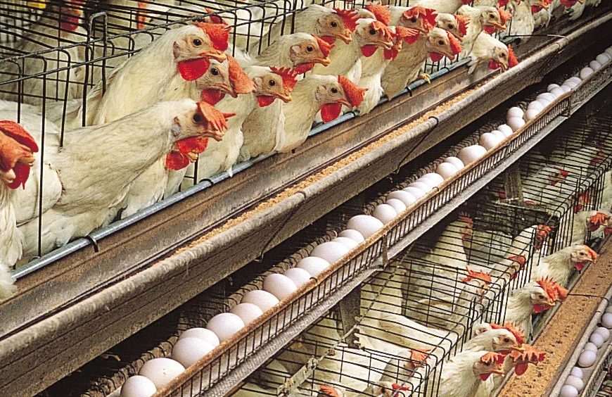 LAPO Household Poultry Initiative (LAHPI): ₦36.6m Disbursed To 254 Poultry Farmers