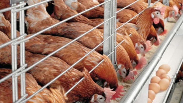 LAPO Household Poultry Initiative (LAHPI): ₦40.2m Disbursed to 288 Poultry Farmers