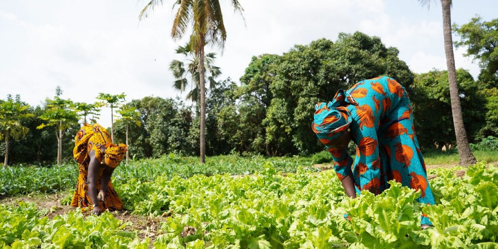 LAPO Boosts Rural Agriculture, Support Farmers with N1.4 Billion in Q1 2024