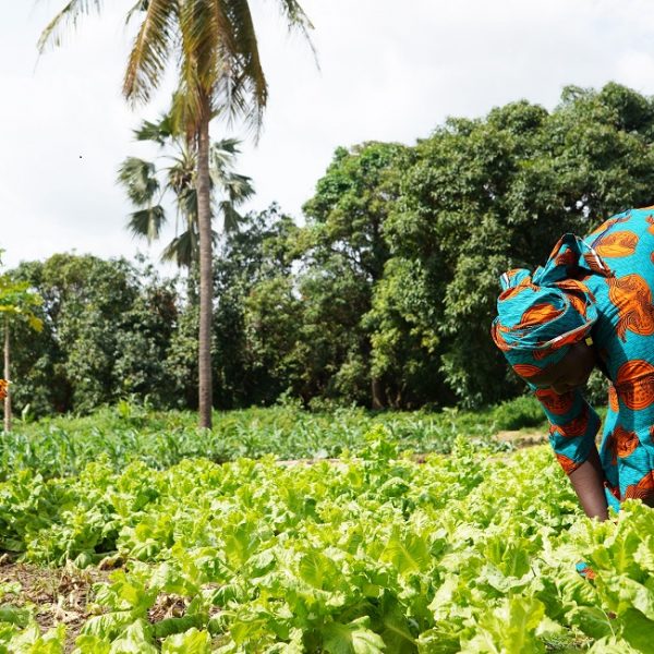 LAPO Boosts Rural Agriculture, Support Farmers with N1.4 Billion in Q1 2024