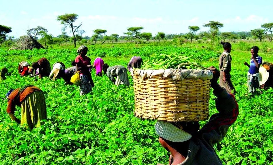 Rural Agricultural Development: LAPO Empowers Farmers with N9bn