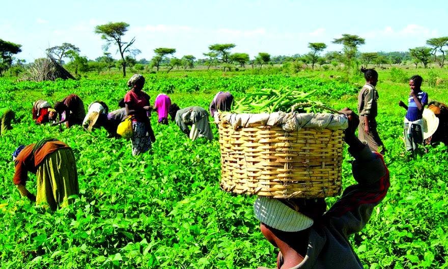 Rural Agricultural Development: LAPO Empowers Farmers with N9bn
