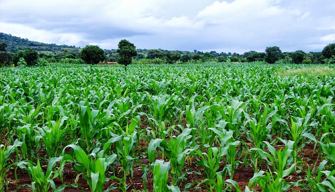 LAPO Agricultural & Rural Development Initiative (LARDI): ₦9bn Disbursed to 191,134 Farmers
