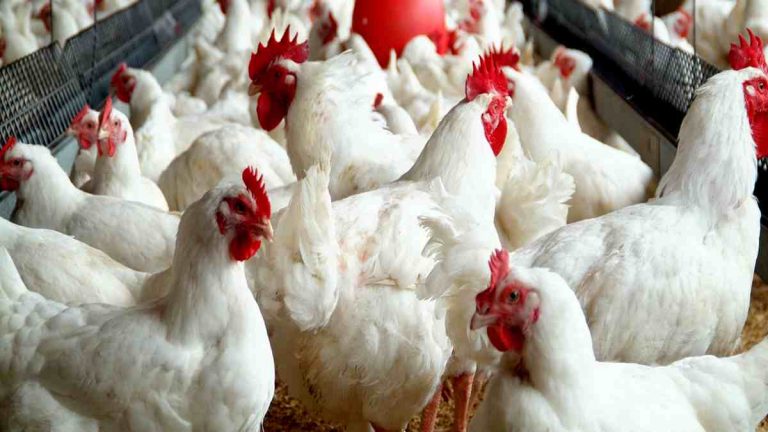 LAPO Household Poultry Initiative (LAHPI): ₦199m Disbursed to 319 Poultry Farmers