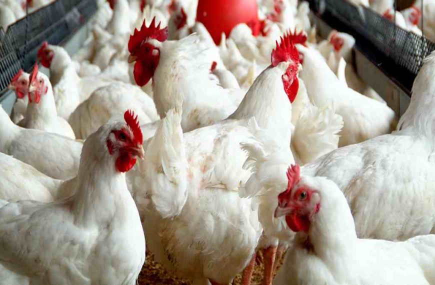 LAPO Household Poultry Initiative (LAHPI): ₦199m Disbursed to 319 Poultry Farmers