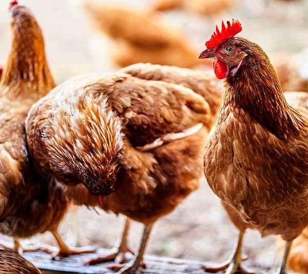 353 Poultry Farmers Empowered With N48.8m