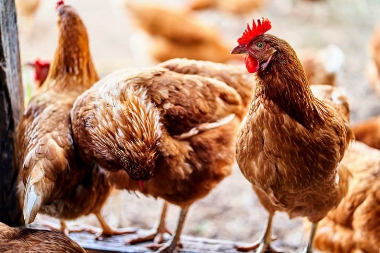 353 Poultry Farmers Empowered With N48.8m