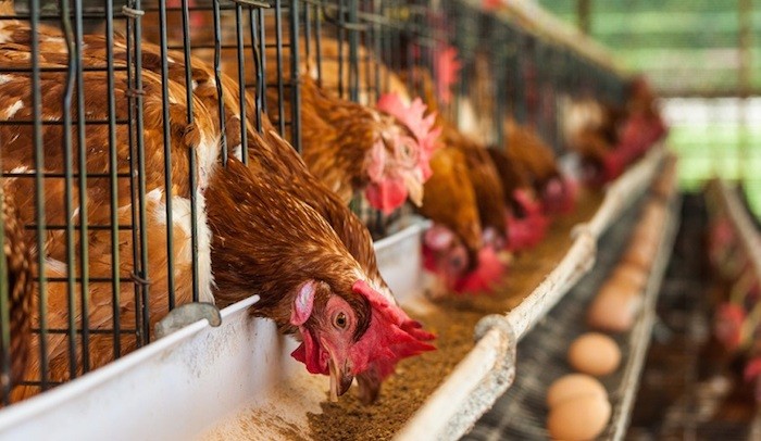 485 Poultry Farmers Empowered With N54.2m