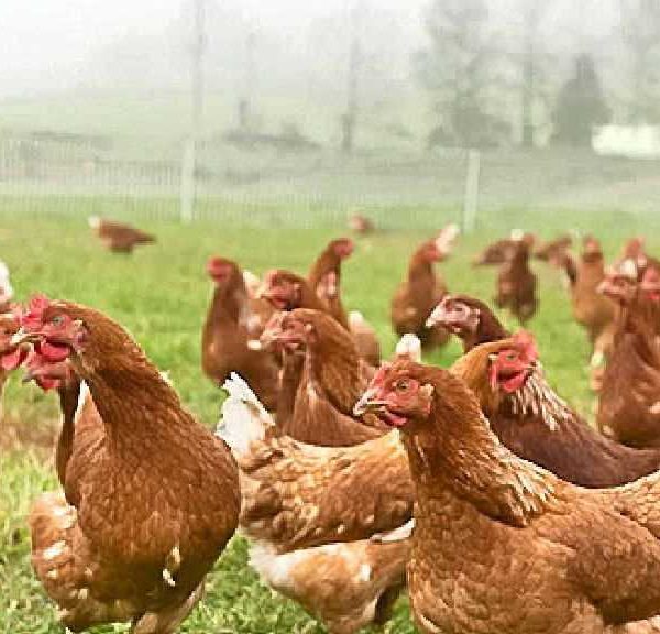 LAPO Boosts Poultry Farming with N900M