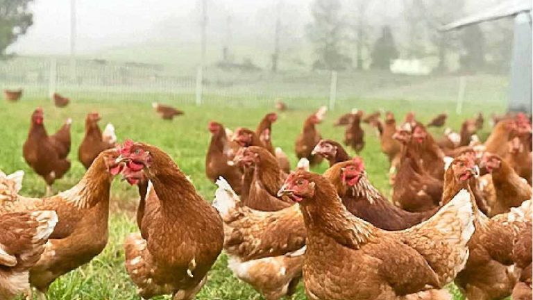 LAPO Boosts Poultry Farming with N900M