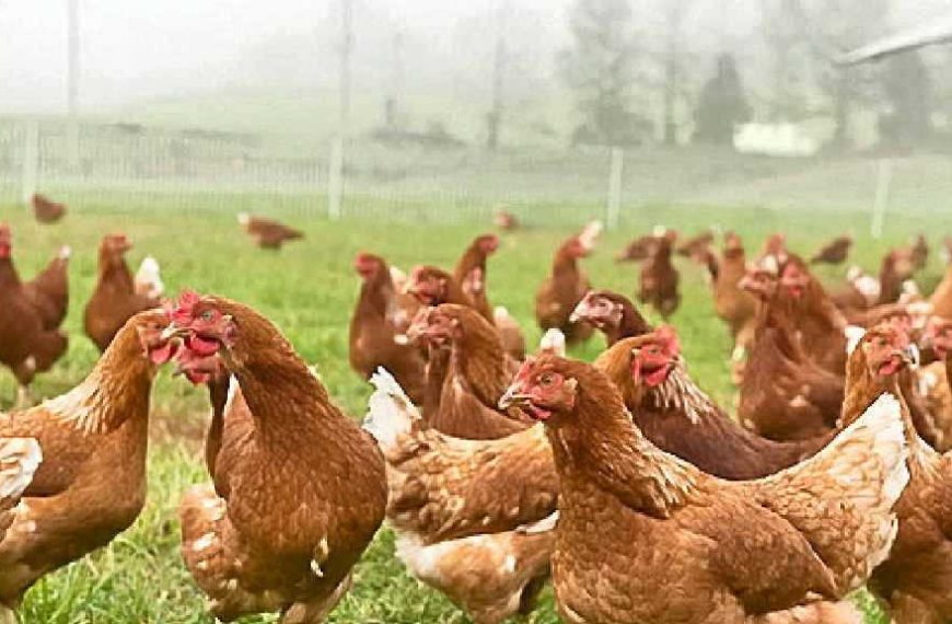 LAPO Boosts Poultry Farming with N900M