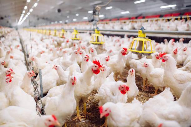 583 Poultry Farmers Empowered With N54.4m