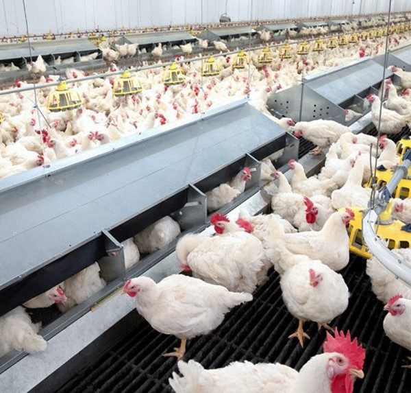 553 Poultry Farmers Empowered With N40.6m
