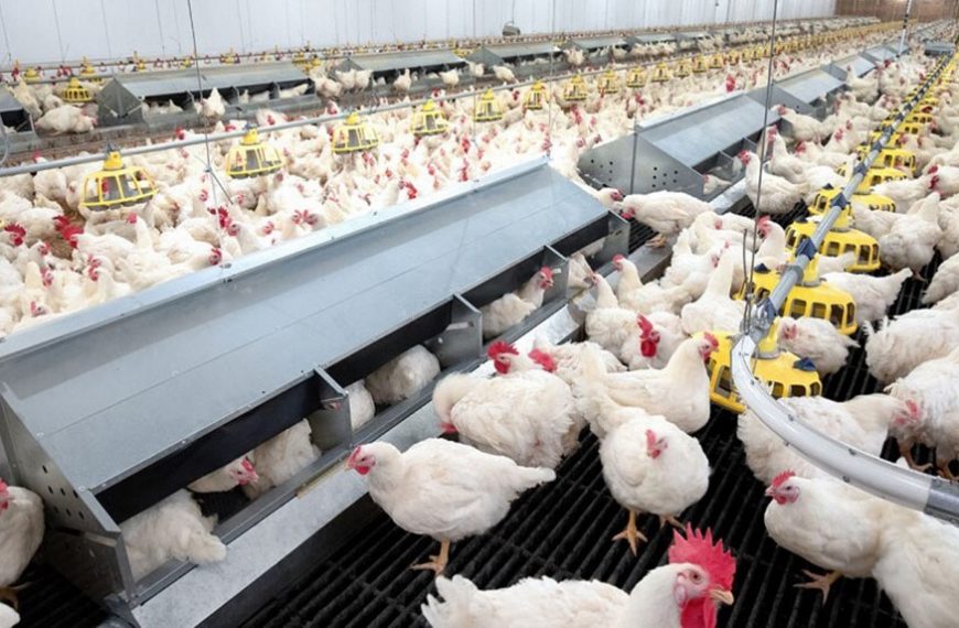 553 Poultry Farmers Empowered With N40.6m