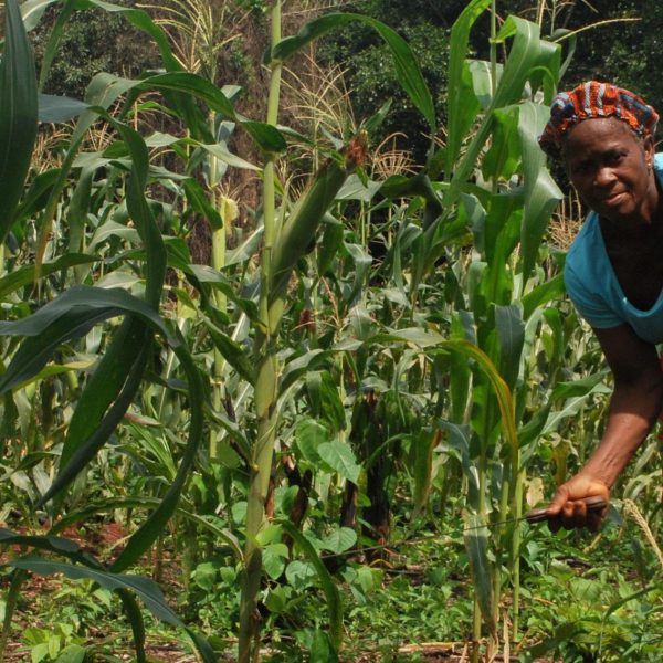 LAPO Supports Rural Farmers with N31.5Bn