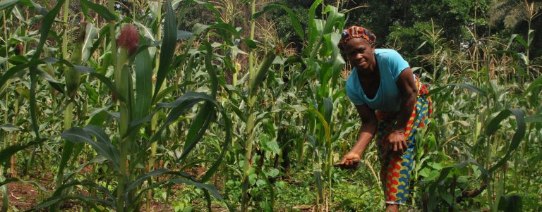 LAPO Supports Rural Farmers with N31.5Bn